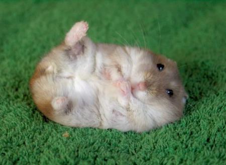 boule de poils!!